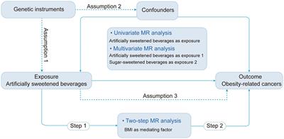 Artificially sweetened beverages consumption and risk of obesity-related cancers: a wide-angled Mendelian randomization study